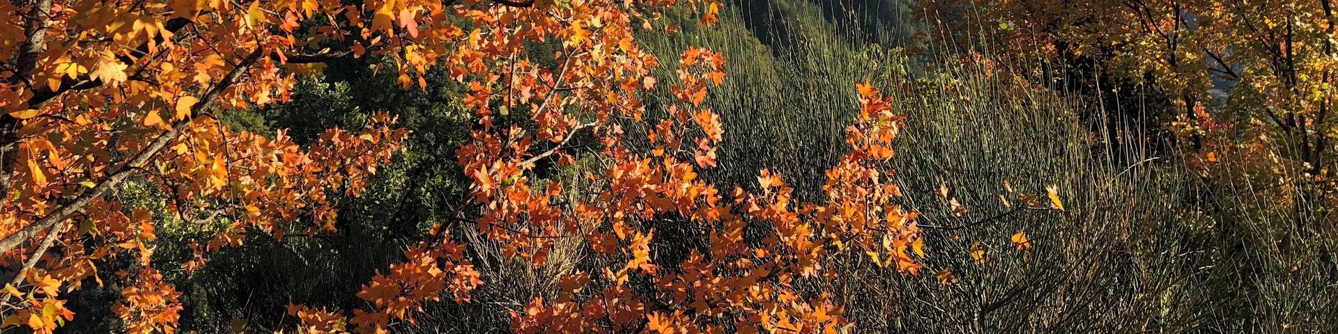 Autumn colours beginning to show