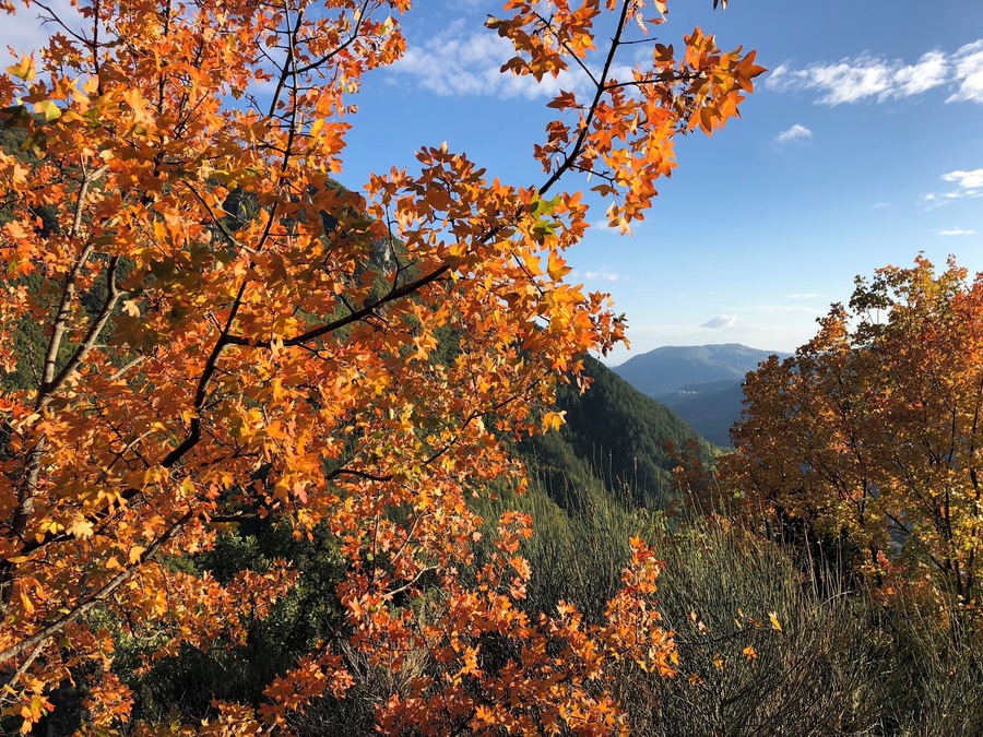 Autumn colours beginning to show