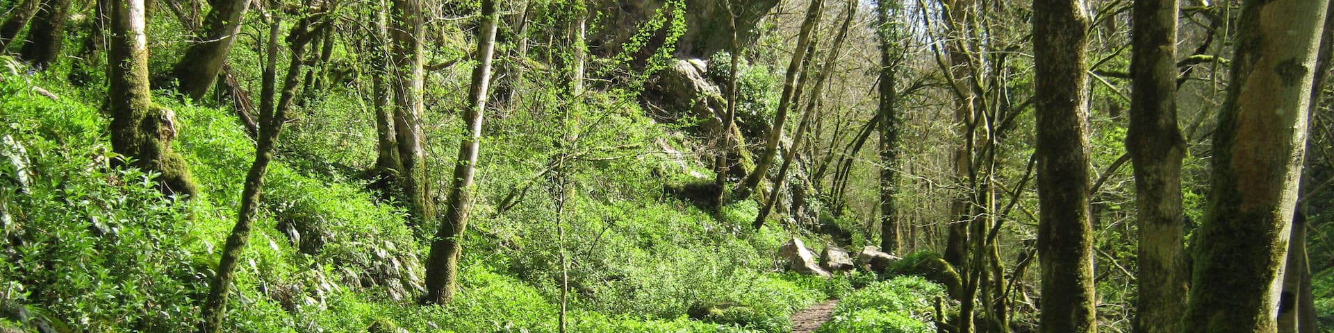 Harridge Wood, Nettlebridge.