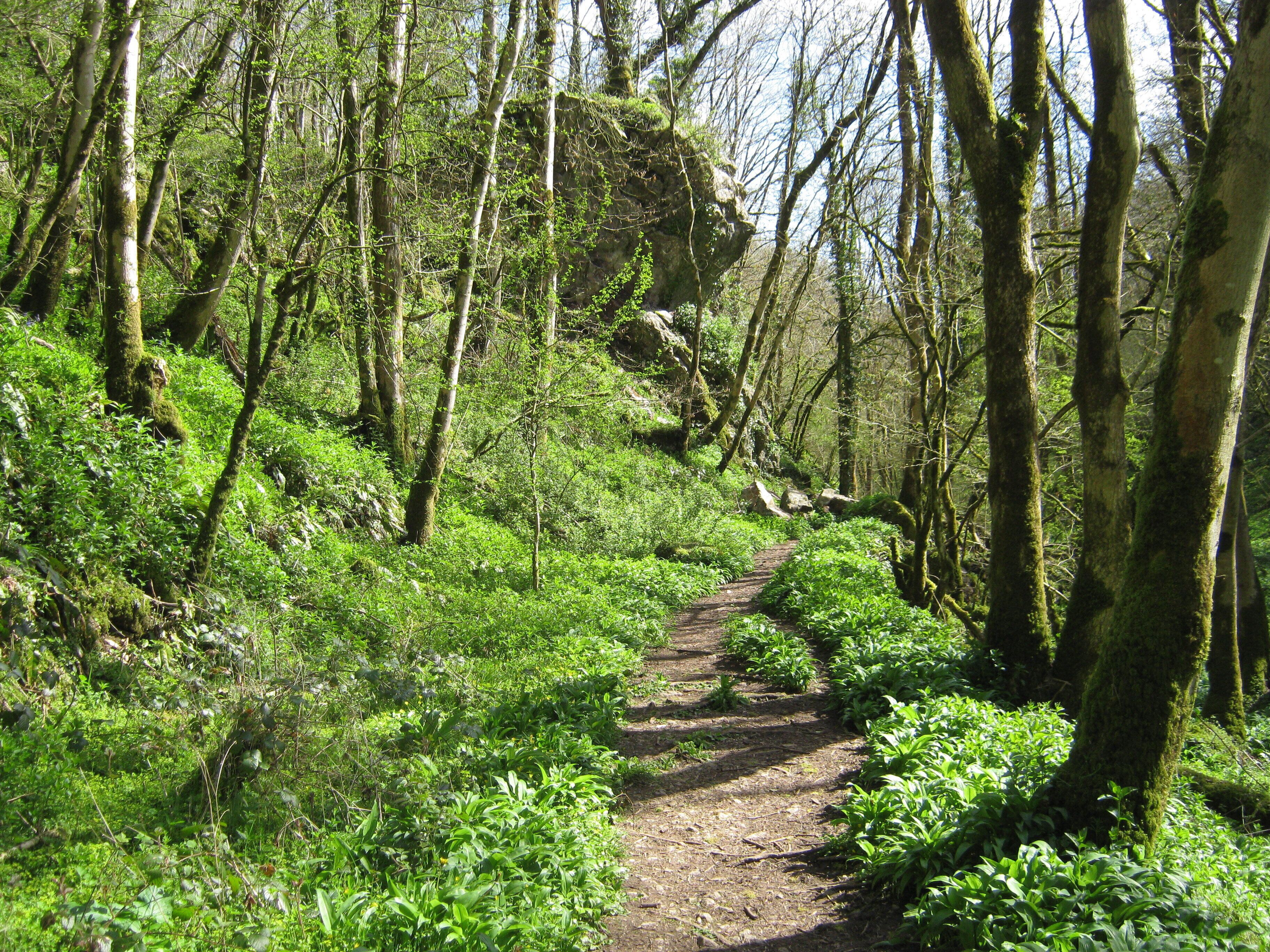 A forested hiking trail with a rocky outcrop in the background.