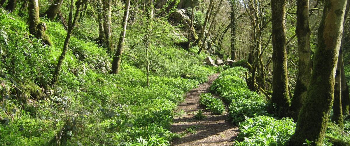 A forested hiking trail with a rocky outcrop in the background.