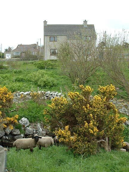 Reay, Caithness. Lambs by the stream. Reay is a long thin village with little bits of countryside throughout.