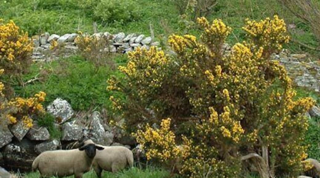 Reay, Caithness. Lambs by the stream. Reay is a long thin village with little bits of countryside throughout.