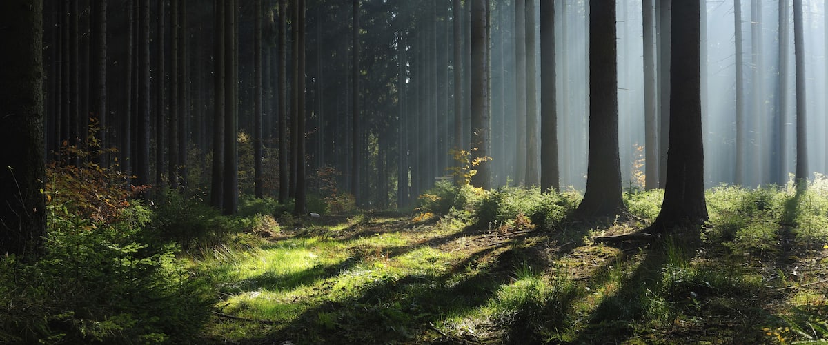 Ein dichter Wald mit hohen Bäumen und Licht, das durch das Blätterdach dringt.