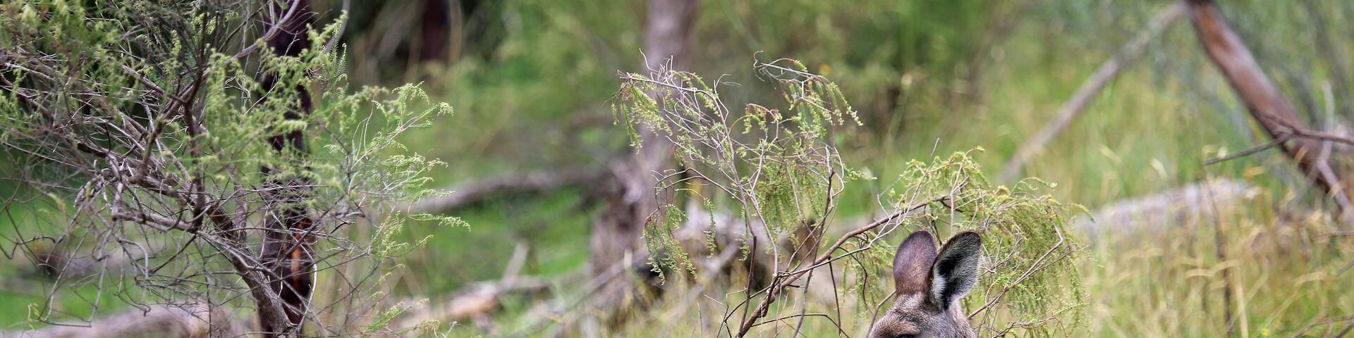 Kangaroo behind bush - Churchill National Park, Victoria, Australia