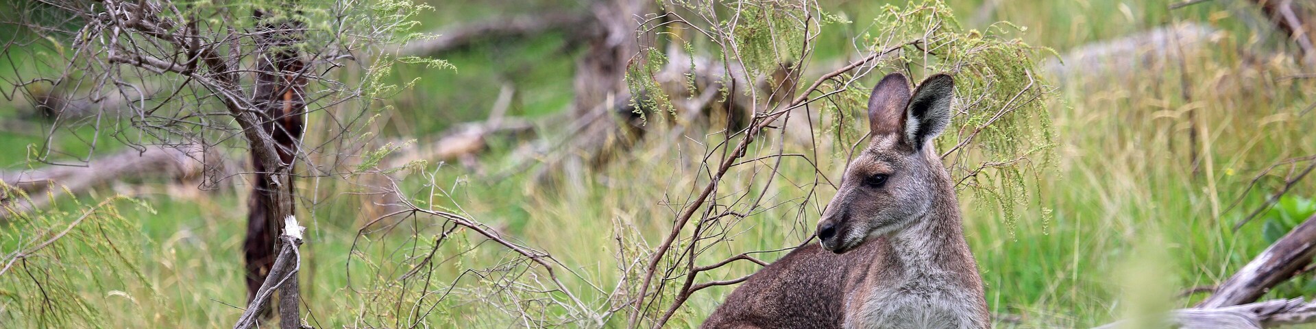 Kangaroo behind bush - Churchill National Park, Victoria, Australia