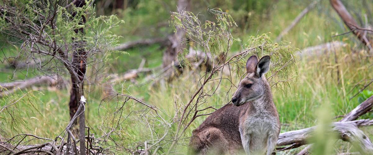 A kangaroo in a natural setting with trees and grass.