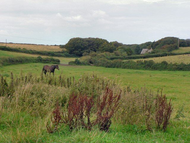 Un caballo en un campo cubierto de hierba con colinas onduladas y una casa al fondo.