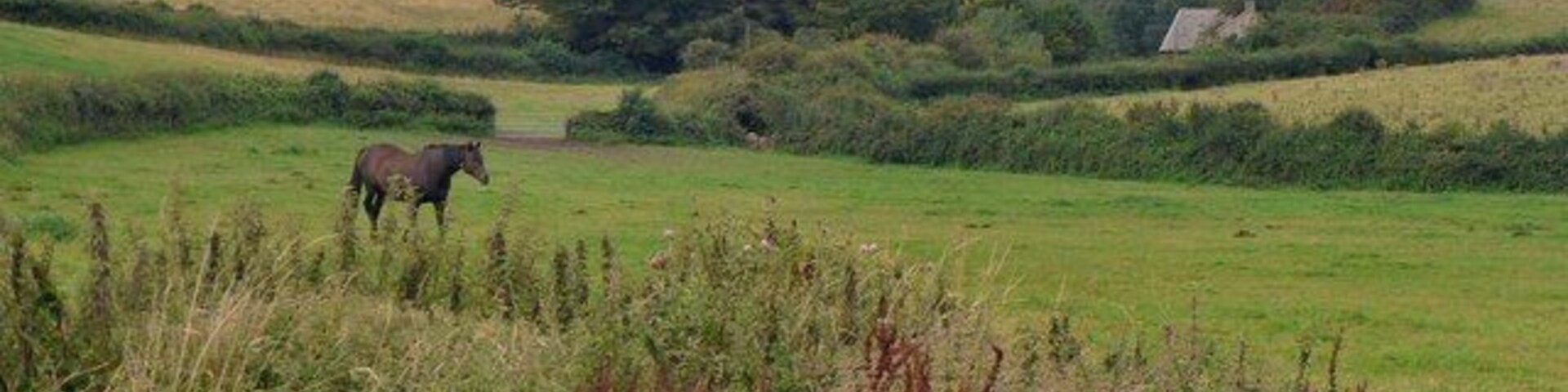 Un caballo en un campo cubierto de hierba con colinas onduladas y una casa al fondo.