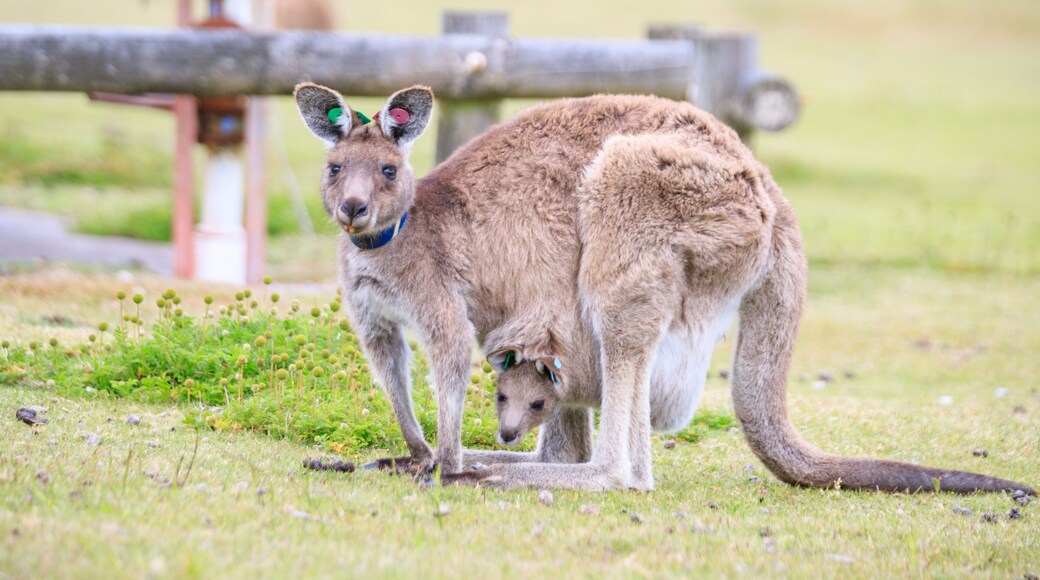 Kangaroo with Joey in Grassy Habitat Feeding, Wilson Prom, Australia