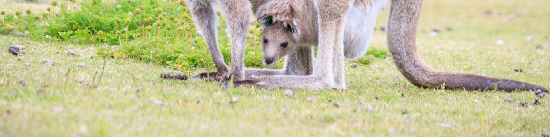 Kangaroo with Joey in Grassy Habitat Feeding, Wilson Prom, Australia