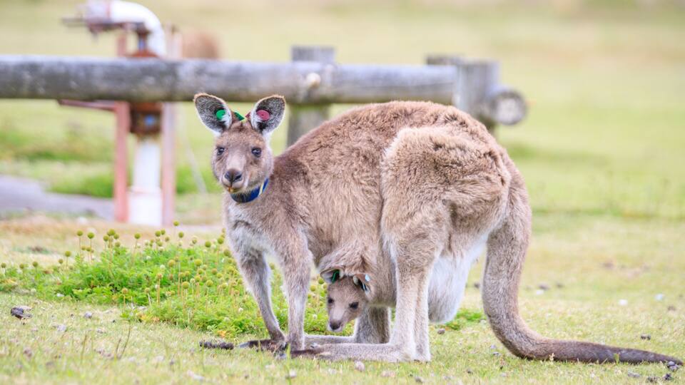A kangaroo with its joey in a grassy field with a water pump in the background.