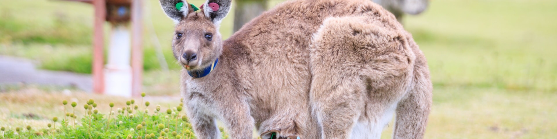Kangaroo with Joey in Grassy Habitat Feeding, Wilson Prom, Australia