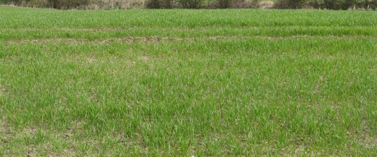 Fields at Philpstoun The landscape is bisected by the railway, and beyond that by the M9 motorway, which is hidden. On the horizon is the tower monument at the Binns.