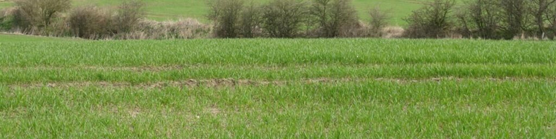 Fields at Philpstoun The landscape is bisected by the railway, and beyond that by the M9 motorway, which is hidden. On the horizon is the tower monument at the Binns.