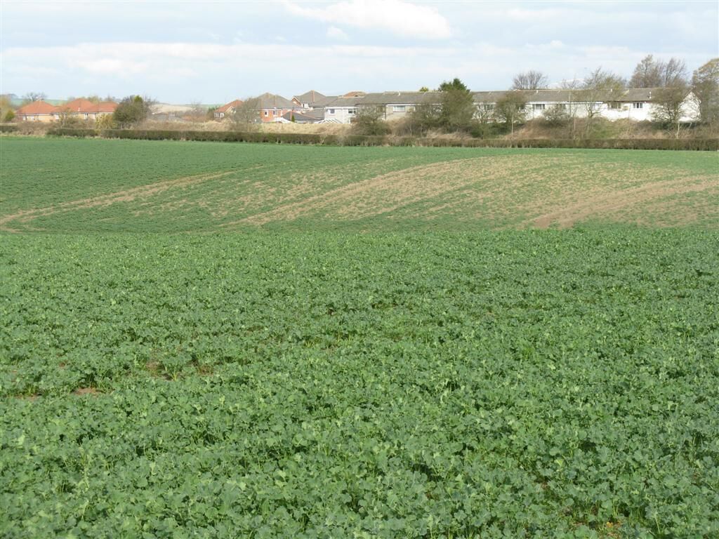 Unhappy field of rape at Philpstoun Presumably it suffered as a result of snow and waterlogging during the winter. The houses behind are at Philpstoun, and separated from the field by the Union Canal.
