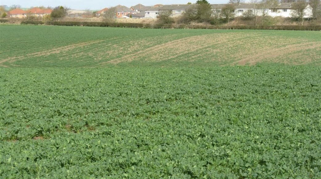 Unhappy field of rape at Philpstoun Presumably it suffered as a result of snow and waterlogging during the winter. The houses behind are at Philpstoun, and separated from the field by the Union Canal.