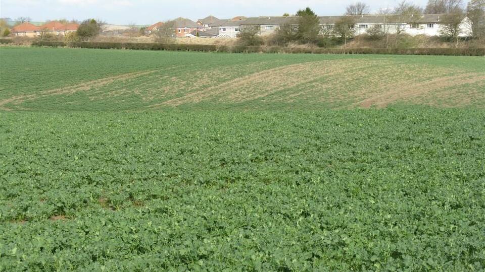 Unhappy field of rape at Philpstoun Presumably it suffered as a result of snow and waterlogging during the winter. The houses behind are at Philpstoun, and separated from the field by the Union Canal.