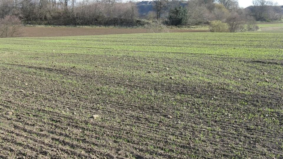 Emerging cereals near Gateside Looking north east towards Cameron Knowe.