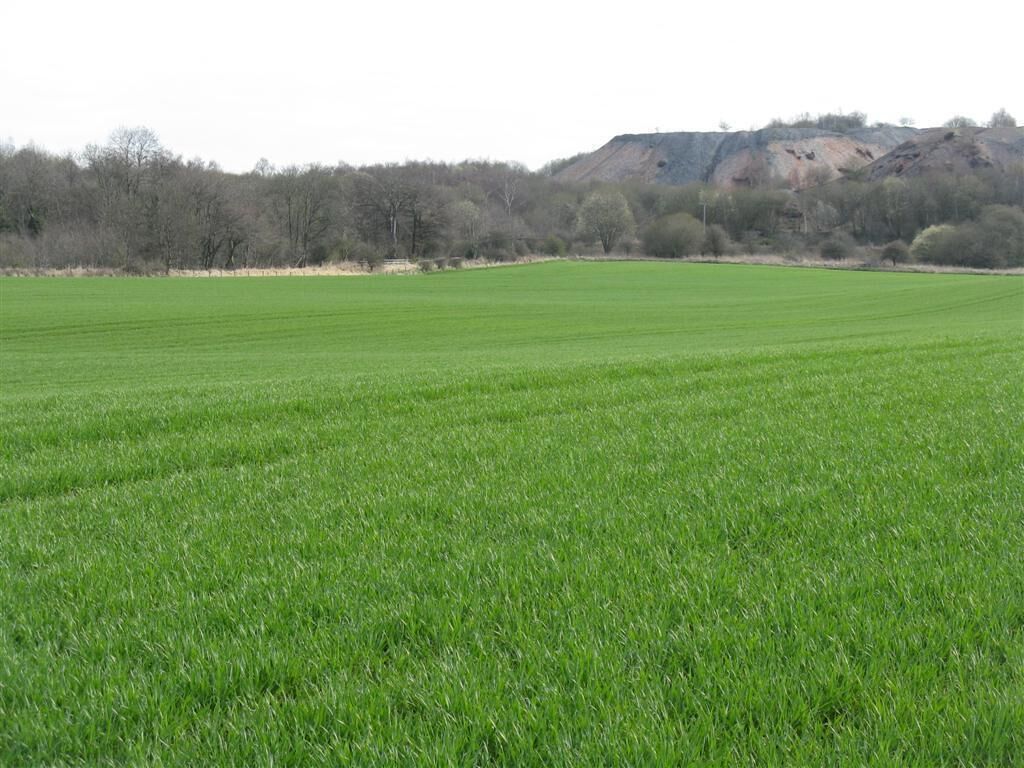 Cereals at Fairniehill With the Union Canal hidden in the trees, and one of the ubiquitous West Lothian shale bings beyond.