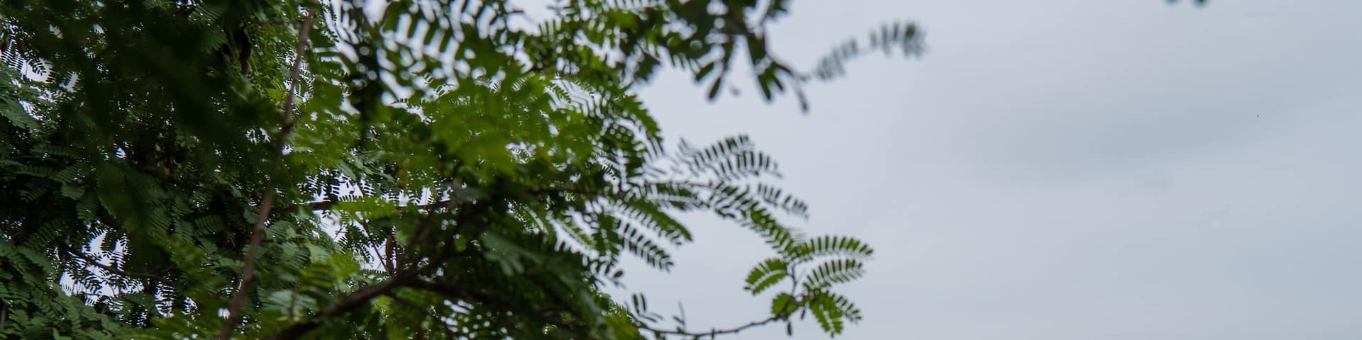 A temple is being seen through tree