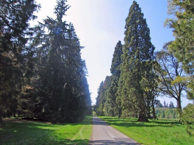 Murthly Castle Drive The 2 mile drive into Murthly Castle has some of the tallest and oldest trees in Scotland