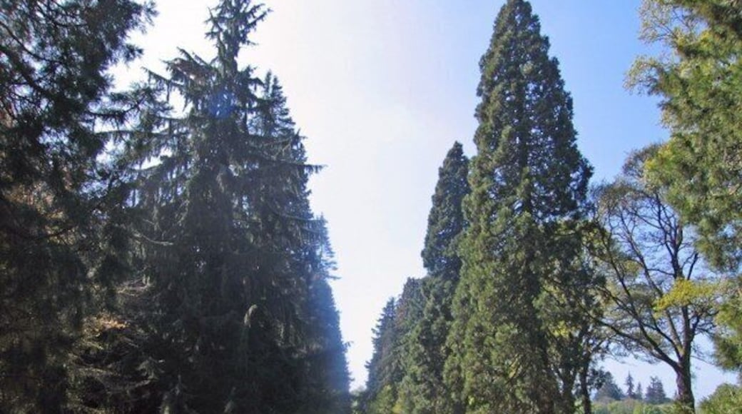 Murthly Castle Drive The 2 mile drive into Murthly Castle has some of the tallest and oldest trees in Scotland