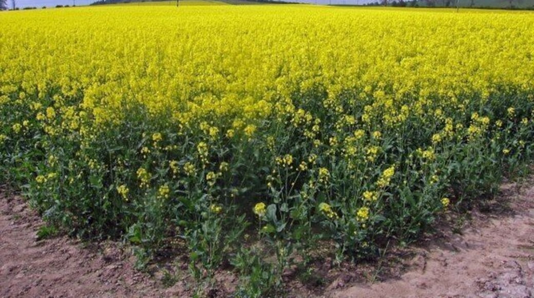 Field of Rape Seed at Glendelvine