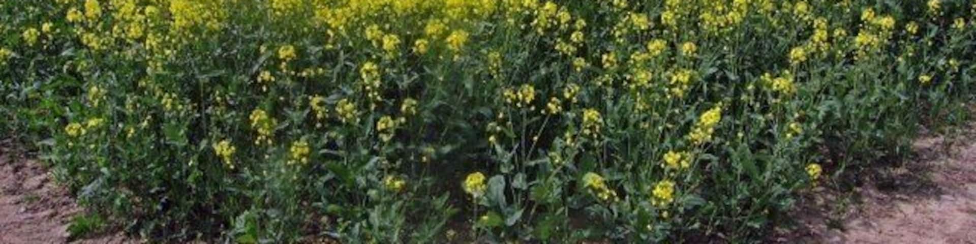 Field of Rape Seed at Glendelvine