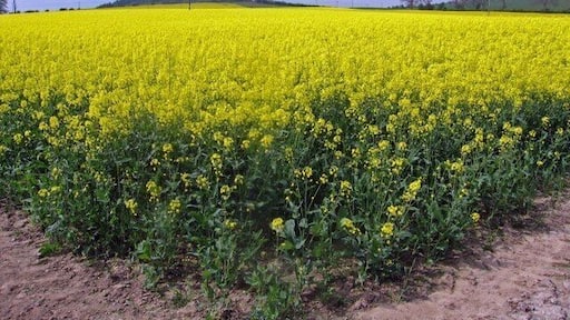 Field of Rape Seed at Glendelvine
