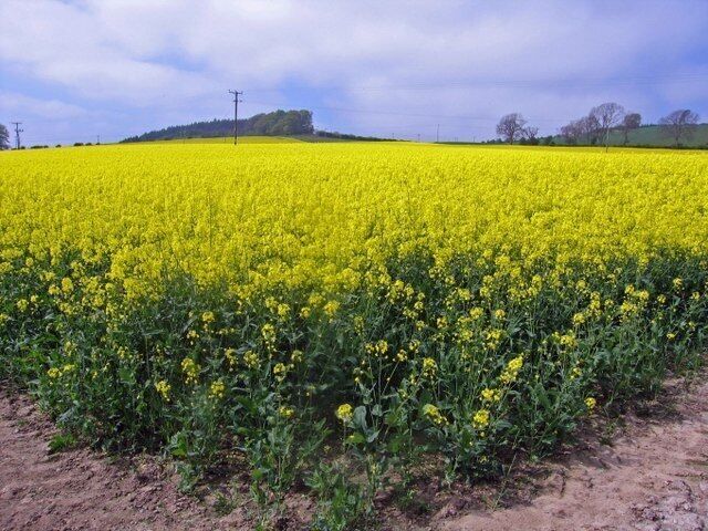 A vast field of yellow flowers, likely rapeseed, under a cloudy sky.
