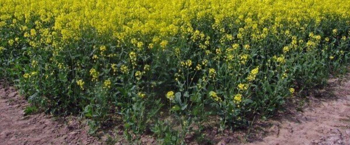 A vast field of yellow flowers, likely rapeseed, under a cloudy sky.