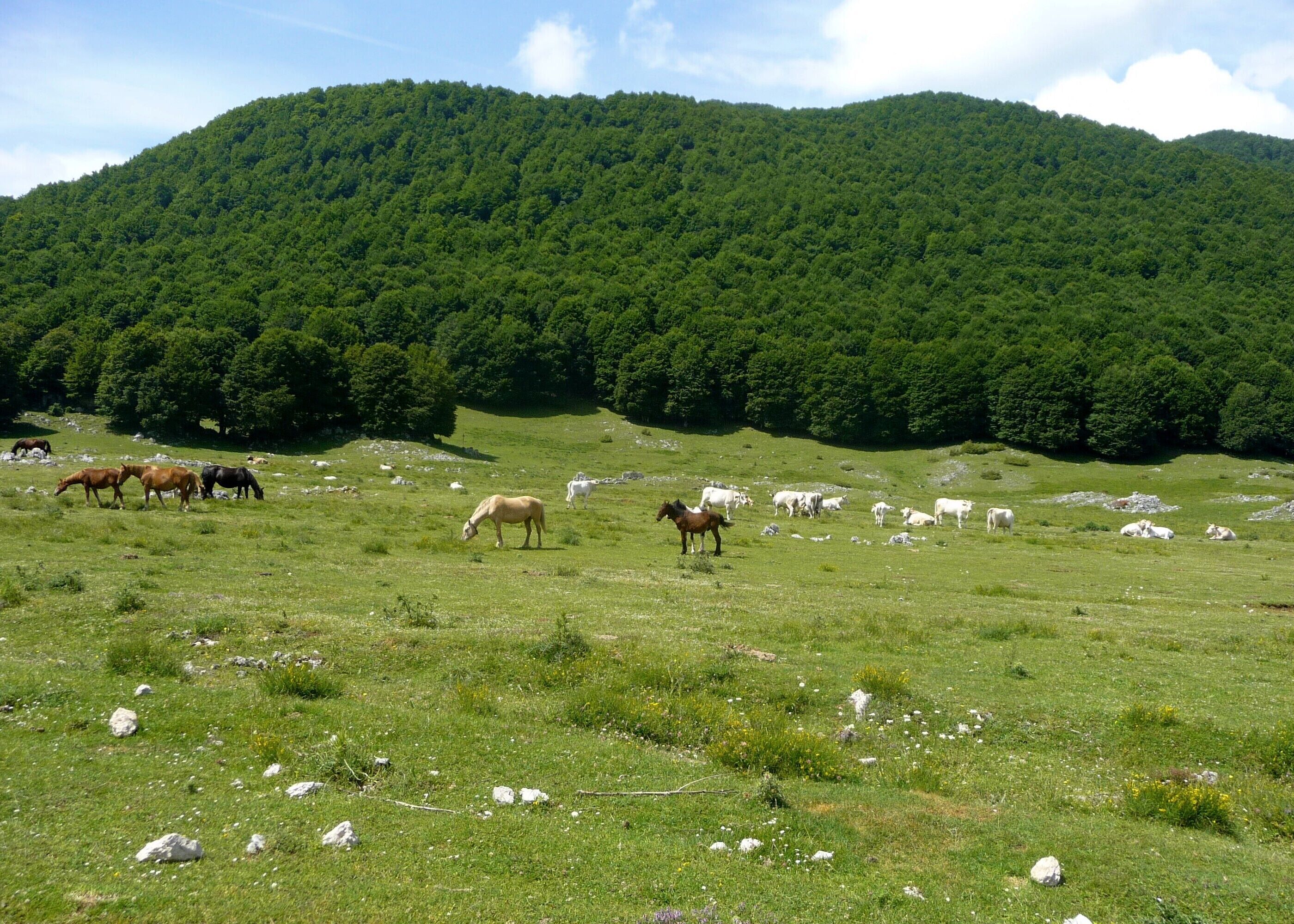 Cavalli e mucche al pascolo in alta quota