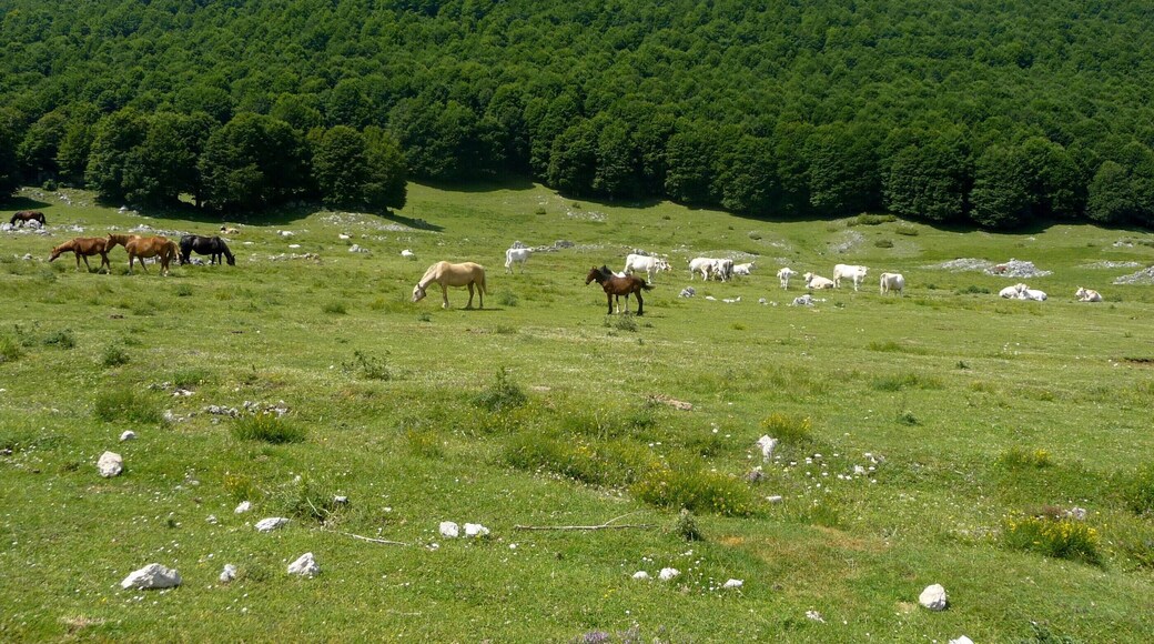 Cavalli e mucche al pascolo in alta quota