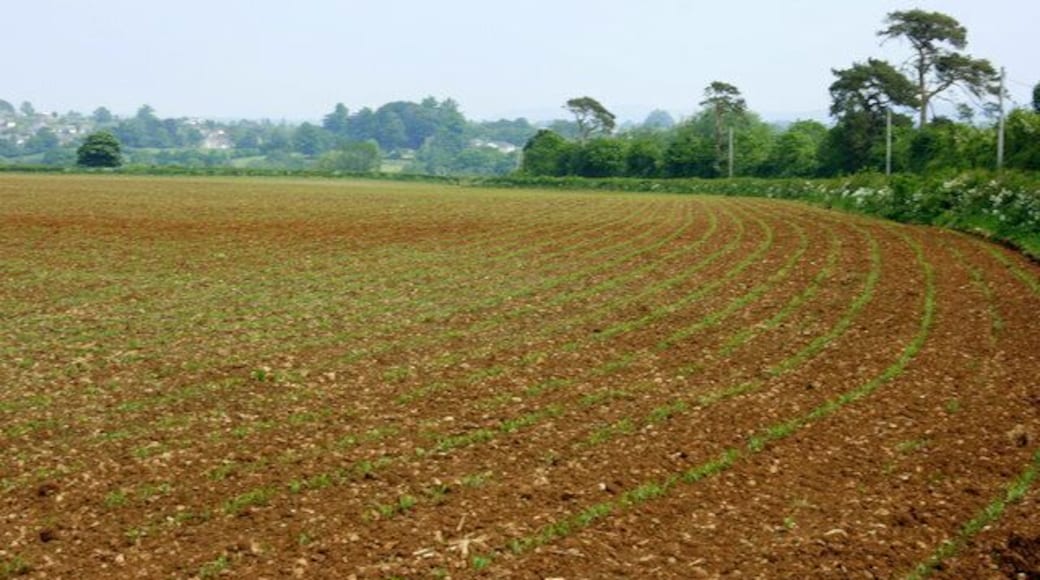 Maize field near Woolverton Taken on 24th May, the plants have been growing for about a week. By the end of September they will be above head high. This was the stuff that was "high as an elephant's eye" in Oklahoma. Must have been a small elephant.