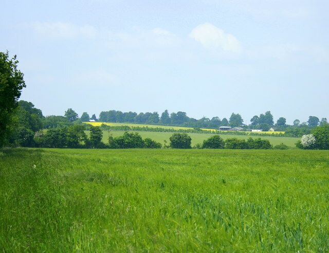 Wheatfield near Woolverton Looking north, Springfield Farm is to the right.