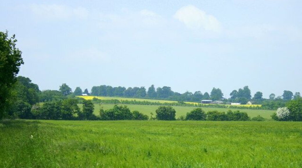 Wheatfield near Woolverton Looking north, Springfield Farm is to the right.