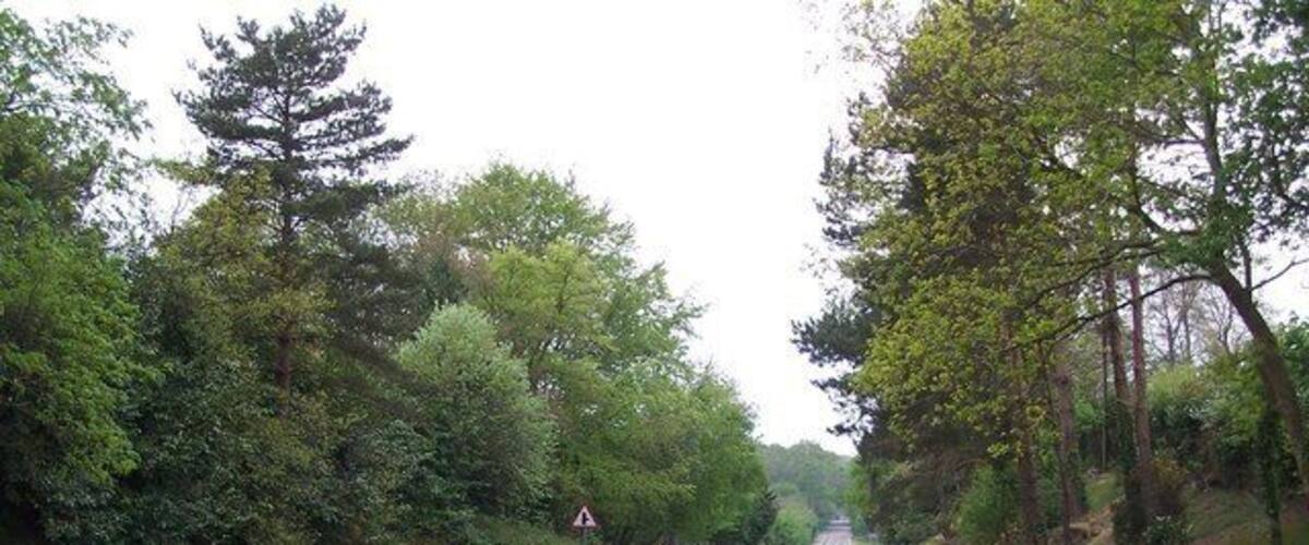 A two-lane road with a pedestrian path alongside, surrounded by dense greenery and trees.