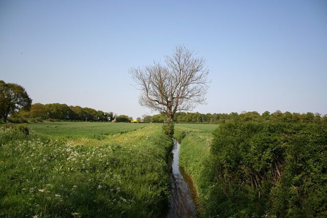 View from Wood Lane. Looking along a dyke towards Eagle Hall Wood from Wood Lane