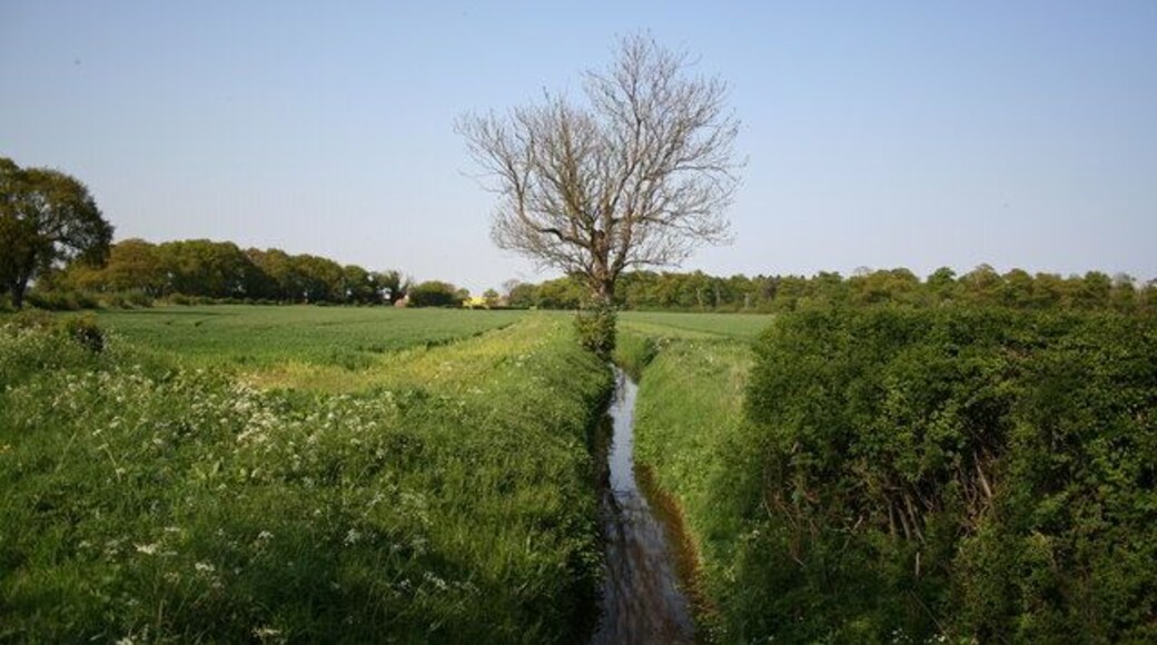 View from Wood Lane. Looking along a dyke towards Eagle Hall Wood from Wood Lane