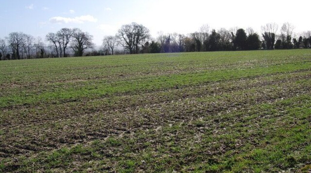 A muddy field of winter wheat, East Worldham