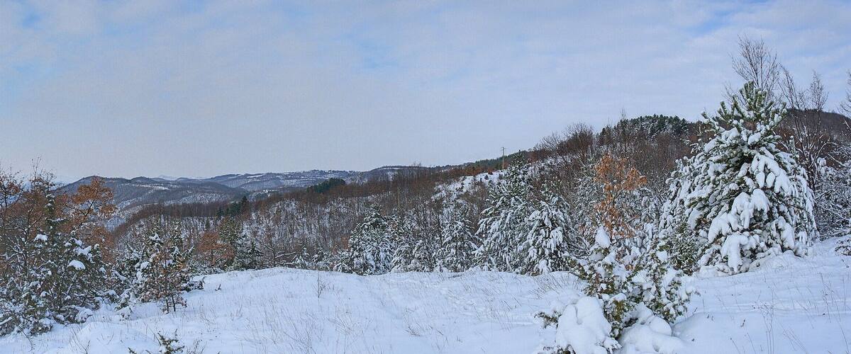 A snowy mountain landscape with trees and a distant mountain peak.