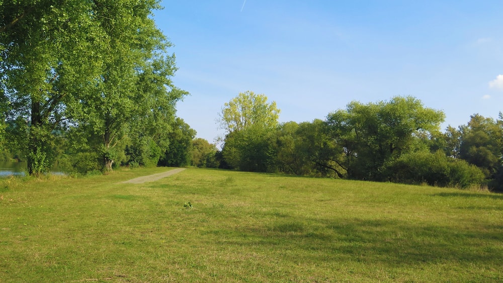 Ein grasbewachsenes Feld mit einem Feldweg und dichten Bäumen.