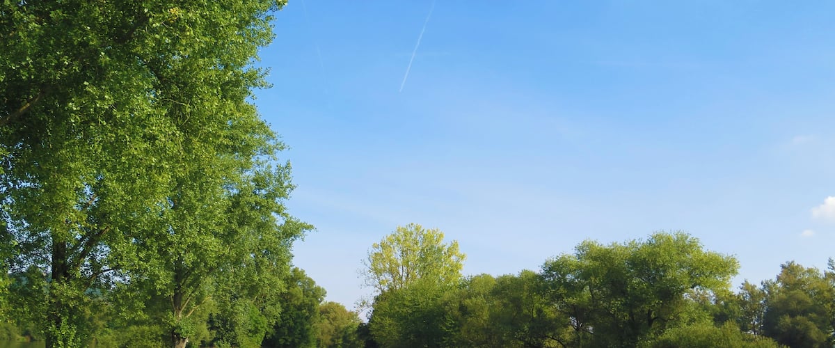A grassy field with a dirt path and dense trees.