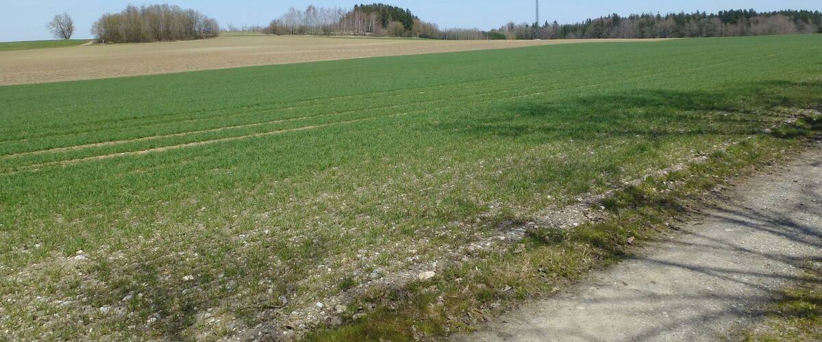 A rural landscape with a green field, a dirt path, and a power line tower in the distance.