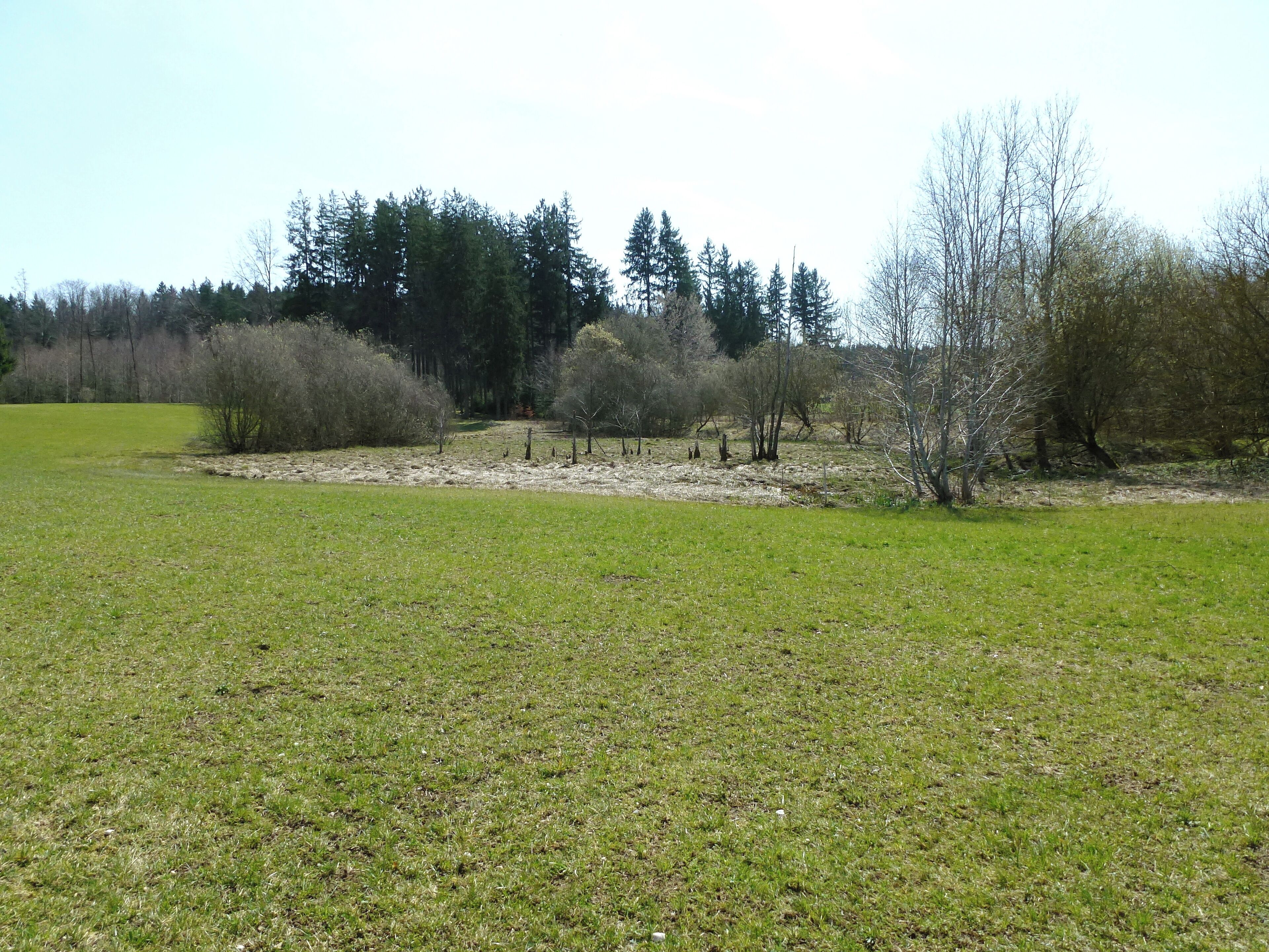 Toteisloch Ramsach (zur Gemeinde Penzing (Obb.) gehörig). Ansicht aus NNW. Der Wasserstand des bereits stark bewachsenen Toteisloches (ca. 80x60m) wird durch einen künstlich angelegten Abfluss ziemlich niedrig gehalten
