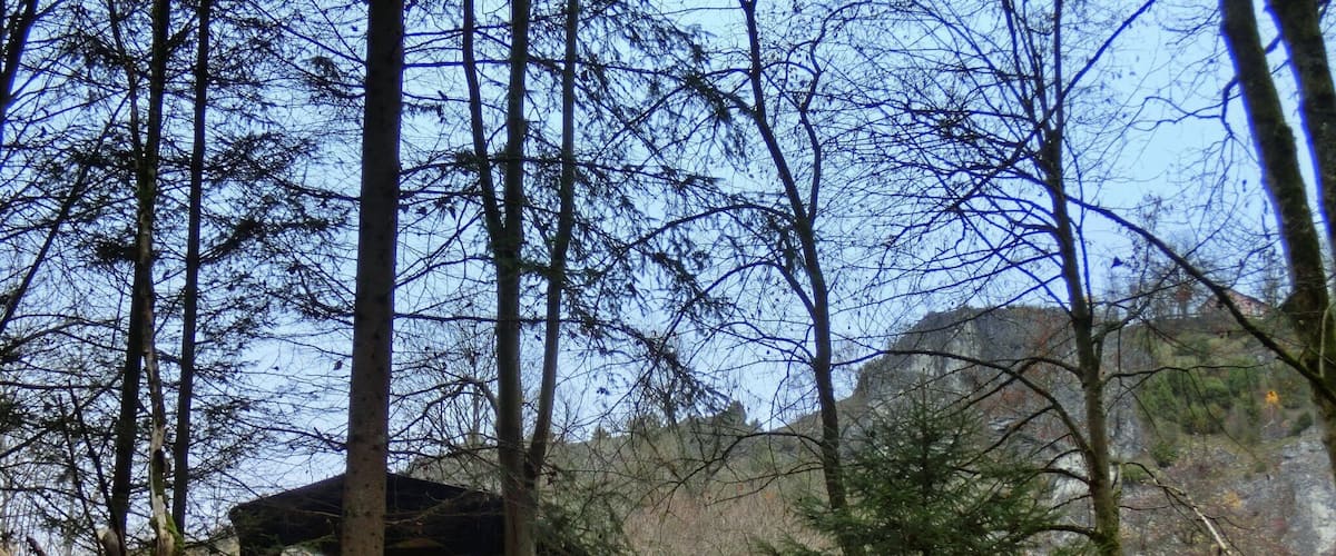A forest with a wooden structure, possibly a shelter, surrounded by tall trees and a rocky hillside.
