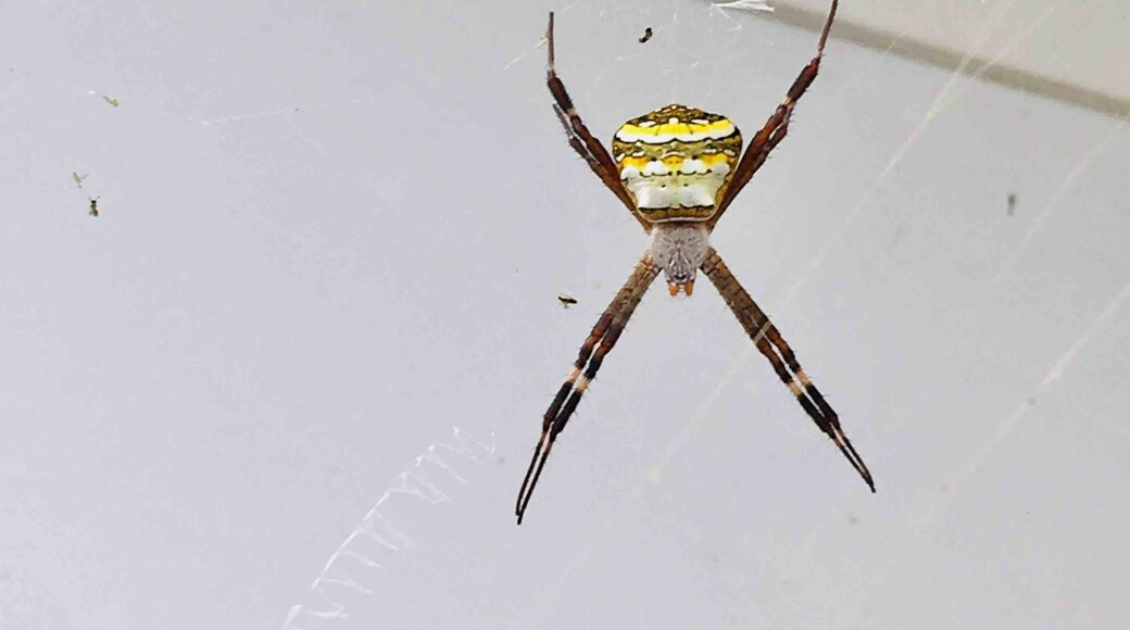 "Wow...what a beautiful spider....that yellow & black stripes ...so attractive"..I don't know whether it's a male or female..Anyways it has got so many insects to eat "😋🕷🕸🦟..
Argiope anasuja Thorell is a species of harmless,Orb-weaver spider..
Commonly seen in india,Pakistan,srilanka &Maldives..
These spiders construct vertical webs in shrubby plants and decorate their webs with stabilimenta. They usually rest in a head down position on the web. As one approaches the web, they hold their position until the last moment before slipping round in a flash to hide on the other side of the stabilimentum. Argiope is spread across tropics to temperate regions.#Nature#Animal lovers#perspectives#Spiders#insectlover🐞🐛🐝🕷🐜