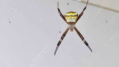 "Wow...what a beautiful spider....that yellow & black stripes ...so attractive"..I don't know whether it's a male or female..Anyways it has got so many insects to eat "😋🕷🕸🦟..
Argiope anasuja Thorell is a species of harmless,Orb-weaver spider..
Commonly seen in india,Pakistan,srilanka &Maldives..
These spiders construct vertical webs in shrubby plants and decorate their webs with stabilimenta. They usually rest in a head down position on the web. As one approaches the web, they hold their position until the last moment before slipping round in a flash to hide on the other side of the stabilimentum. Argiope is spread across tropics to temperate regions.#Nature#Animal lovers#perspectives#Spiders#insectlover🐞🐛🐝🕷🐜