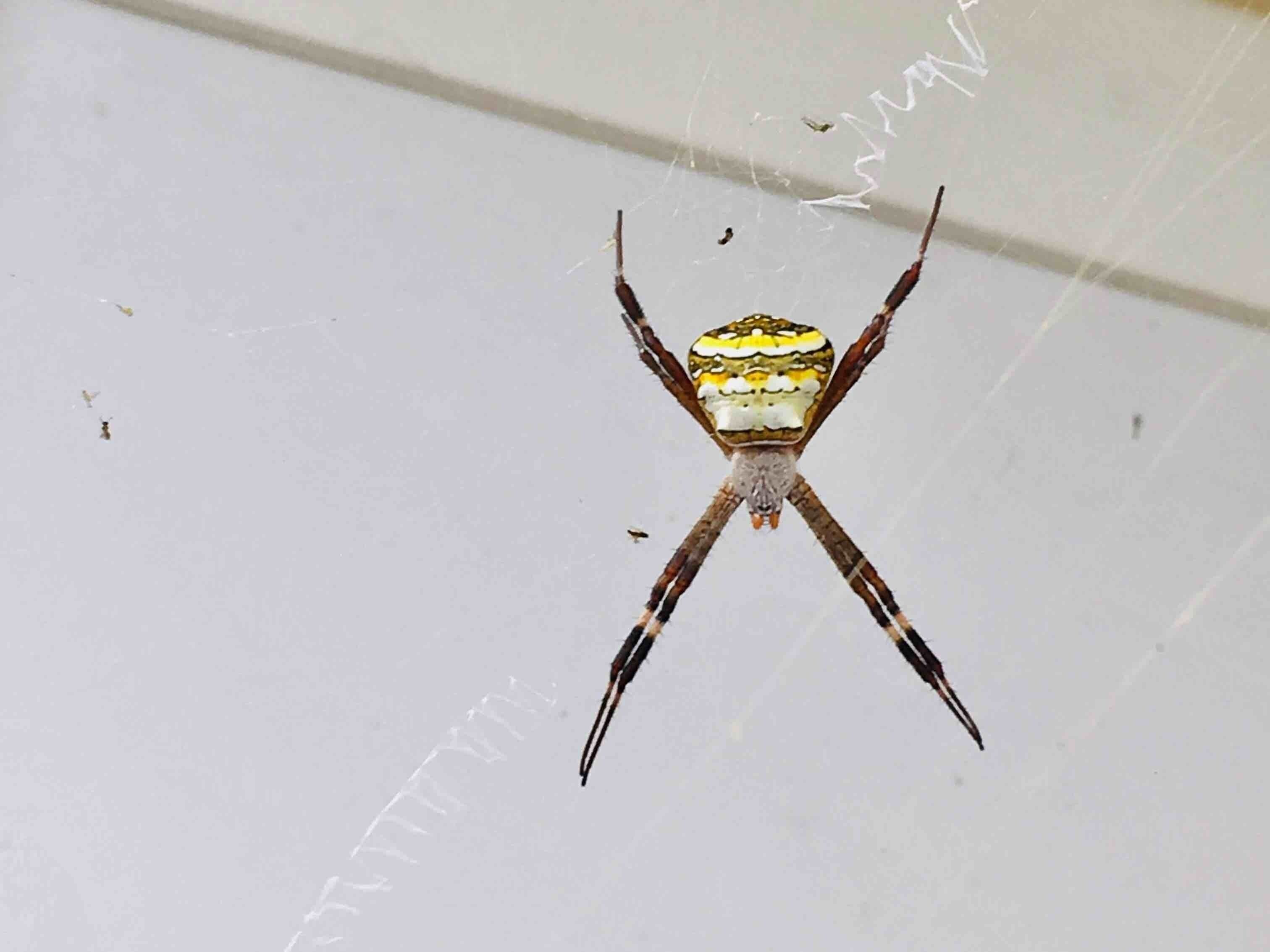 A spider on a white ceiling.